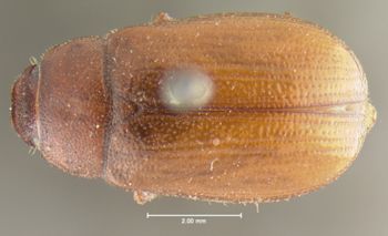 Media type: image;   Entomology 24792 Aspect: habitus dorsal view